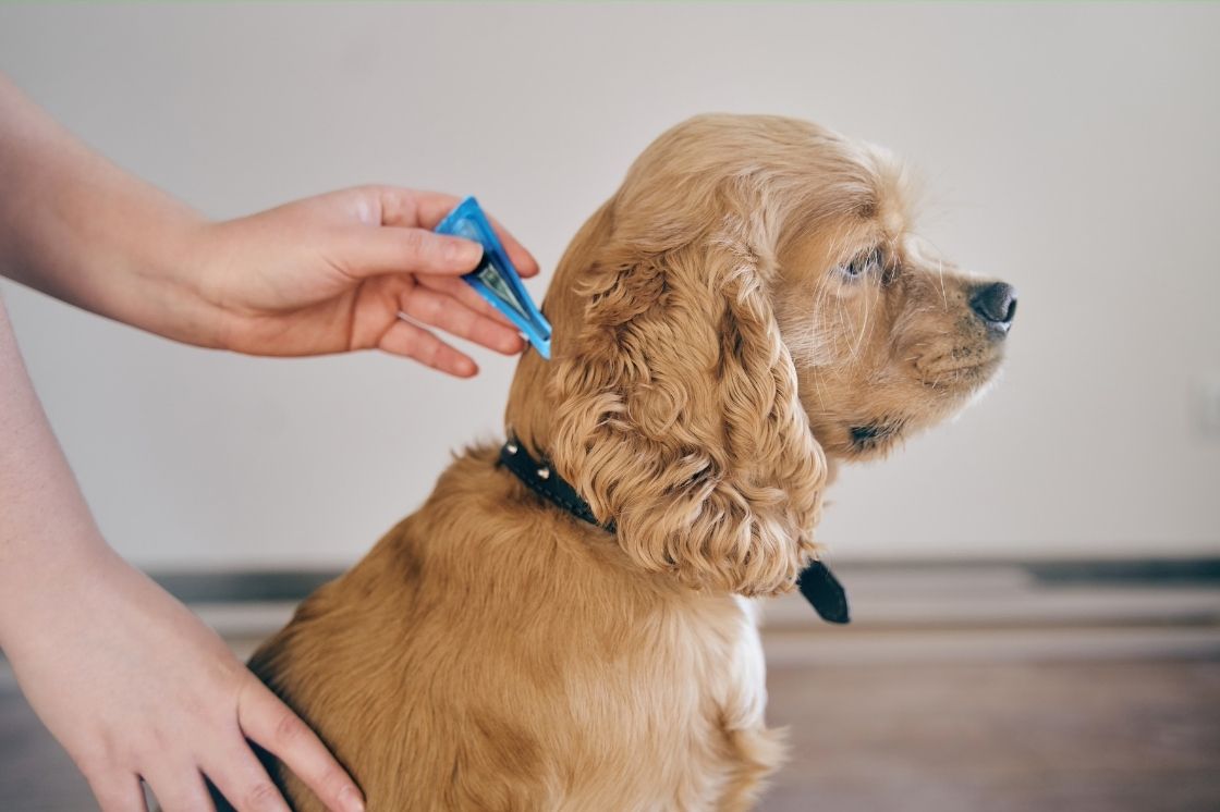 How to Get Rid of Fleas in Home - Complete Guide