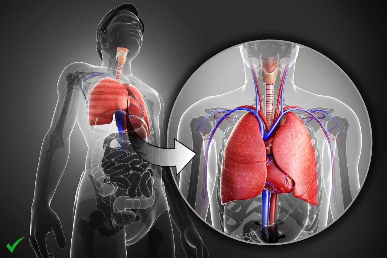How to Improve Lung Health Tips to Reduce the Risk of Respiratory Issues