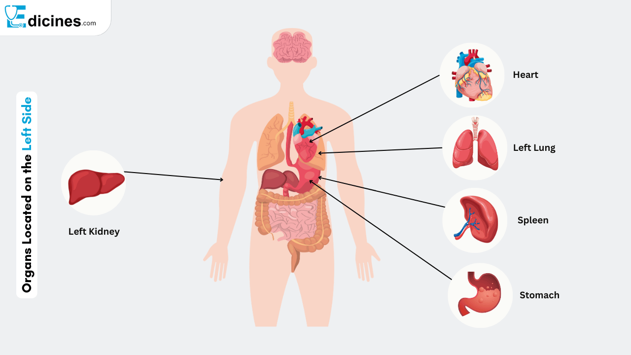 Organs Located on the Left Side