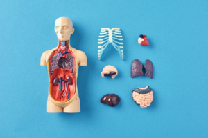 What Organs Are on the Left Side of Your Body